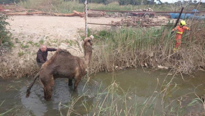 Rescate de un dromedario en una acequia de Alfafar | CPBV ep rescate de un dromedario en una acequia de alfafar