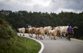 ep varias vacas en el valle del baztan en navarra