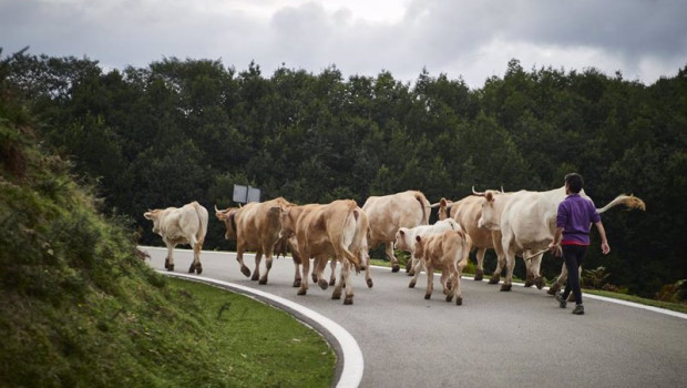 ep varias vacas en el valle del baztan en navarra
