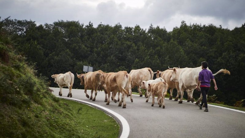 ep varias vacas en el valle del baztan en navarra