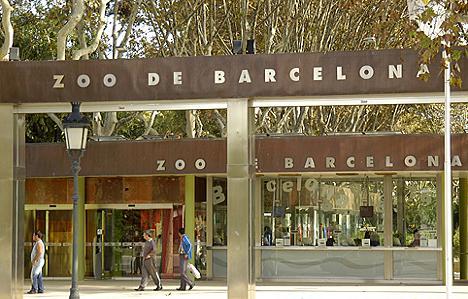 zoo barcelona leones