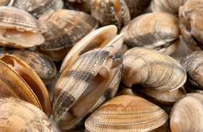 1606124362 almeja fina de corea