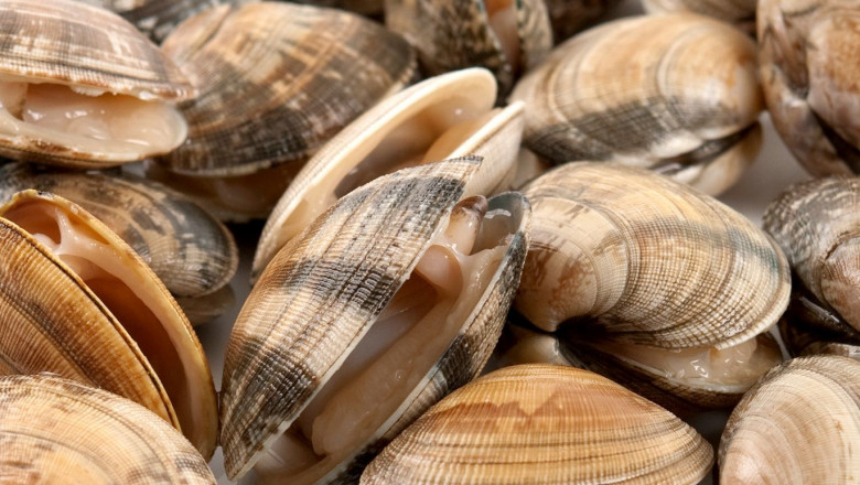 1606124362 almeja fina de corea