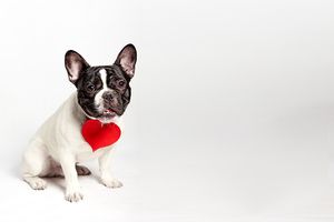 1612524032 french bulldog dog funny in love on valentines day with red paper heart white background