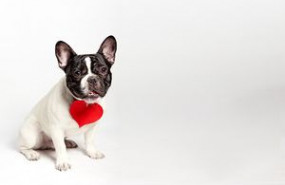 1612524032 french bulldog dog funny in love on valentines day with red paper heart white background