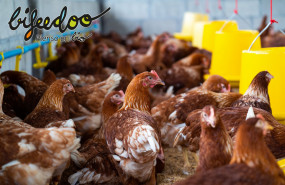 1625031714 pienso ecologico bifeedoo 