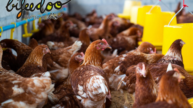 1625031714 pienso ecologico bifeedoo 