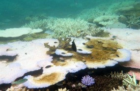 ep dos terciosla gran barreracoralaustralia danadoscalentamiento