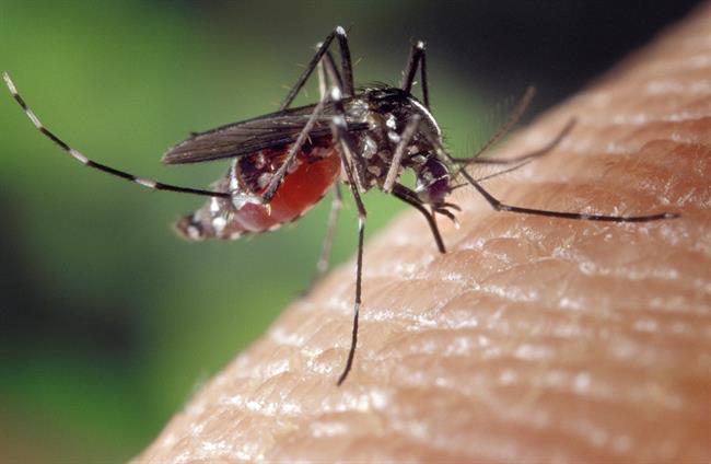 Mosquito tigre | ANECPLA ep mosquito tigre 20180504150010