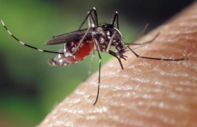 ep mosquito tigre 20180504150010