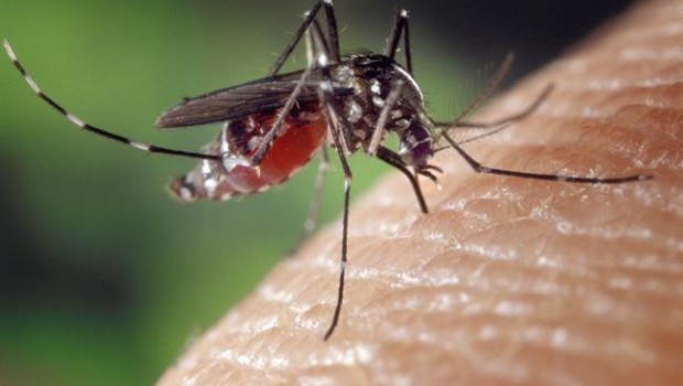 ep mosquito tigre 20180504150010