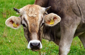 ep segun union de uniones toda la cuota de vacuno de carne del acuerdo ue mercosur podria llegar a