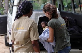 ep una cria decomisada llegainstituto jane goodallcongo