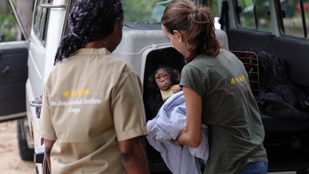 ep una cria decomisada llegainstituto jane goodallcongo