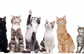 1613750903 imagen1 1613750903 imagen1