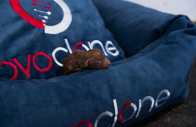 a745460 mejorado nr 20250619140957 a745460 mejorado nr 20250619140957