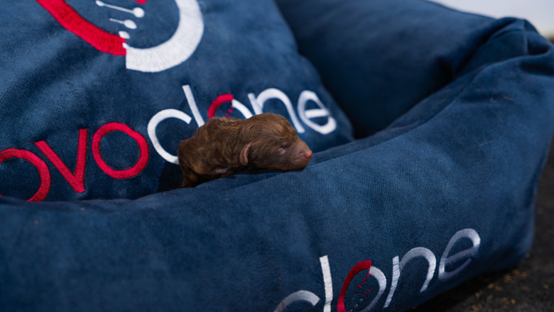  a745460 mejorado nr 20250619140957 