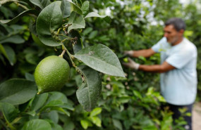 ep archivo   agricultor en su planta de limones