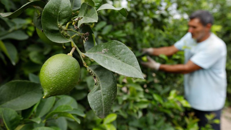 Archivo - Agricultor en su planta de limones | Edu Botella - Europa Press - Archivo ep archivo agricultor en su planta de limones