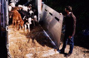 ep archivo   pablo casado presidente del pp visitando una explotacion ganadera en alcarras lleida
