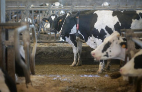 ep archivo   vacas de una ganaderia de lacteo en sabadelle a 7 de agosto de 2023 en chantada lugo
