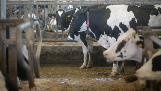 ep archivo   vacas de una ganaderia de lacteo en sabadelle a 7 de agosto de 2023 en chantada lugo