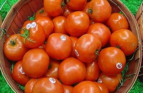 ep tomates 20170822130702