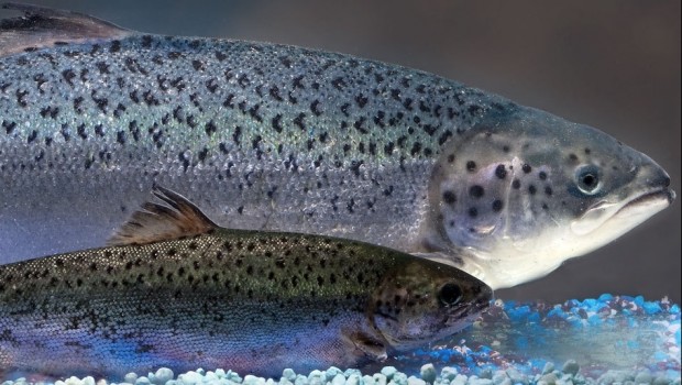 salmon transgenico