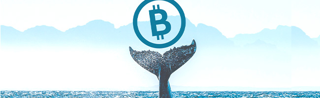 ballena bitcoin portada