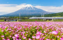 ep casi 116000 espanoles viajaron a japon en 2023 un 6277 mas que en 2022 ep casi 116000 espanoles viajaron a japon en 2023 un 6277 mas que en 2022
