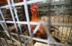 ep gallinas en gallineros en a marina ep gallinas en gallineros en a marina