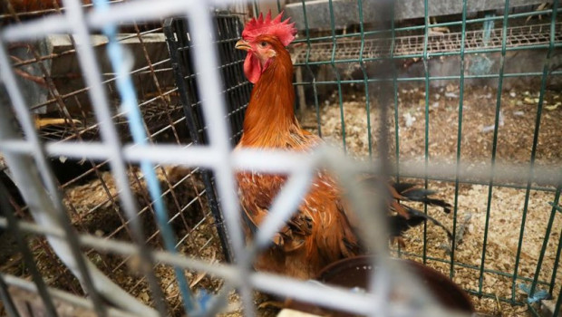 ep gallinas en gallineros en a marina ep gallinas en gallineros en a marina