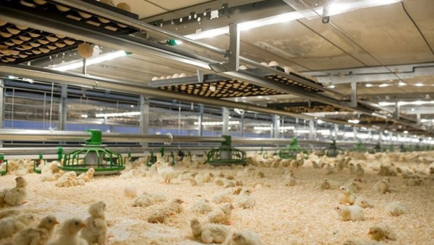 ep imagen de una granja de pollos