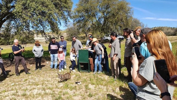 ep liberacion de un lince iberico en la zona de reintroduccion de los montes de toledo