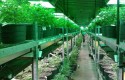 ep marihuana medicinal ep marihuana medicinal