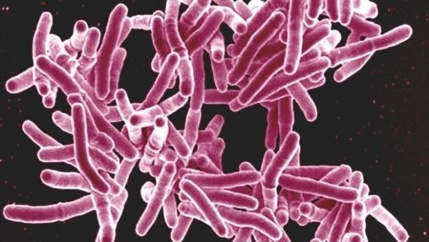 ep mycobacterium tuberculosis