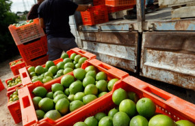 ep recoleccion de limones en una huerta de la comarca de huerta de murcia