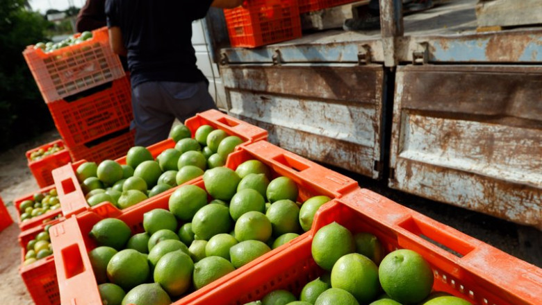 Recolección de limones en una huerta de la comarca de Huerta de Murcia | Edu Botella - Europa Press ep recoleccion de limones en una huerta de la comarca de huerta de murcia