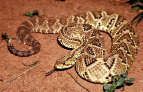 ep serpiente cascabel