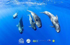 foto np1 santiago del teide 20231204144329 