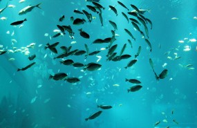 Fish Fish