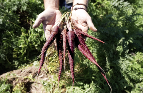 zanahoria morada 