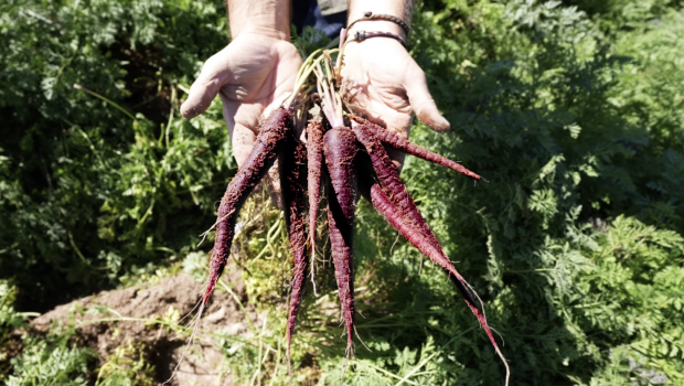 zanahoria morada 