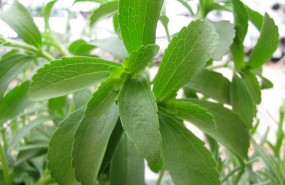 stevia plants stevia plants