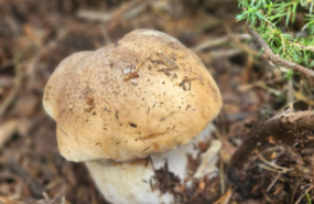 captura de pantalla 2022 10 21 a les 174203