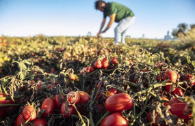 ep archivo   unilever apuesta por la agricultura regenerativa a traves de 50 proyectos que impulsan