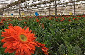 ep invernadero de flores