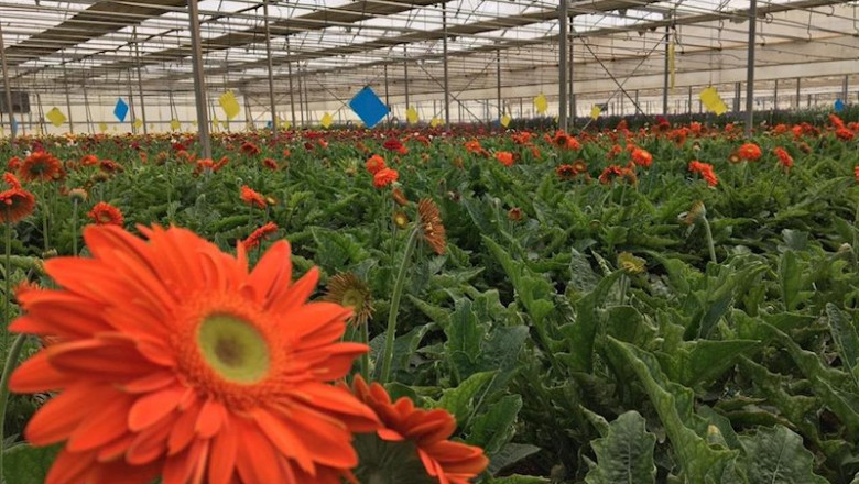 ep invernadero de flores