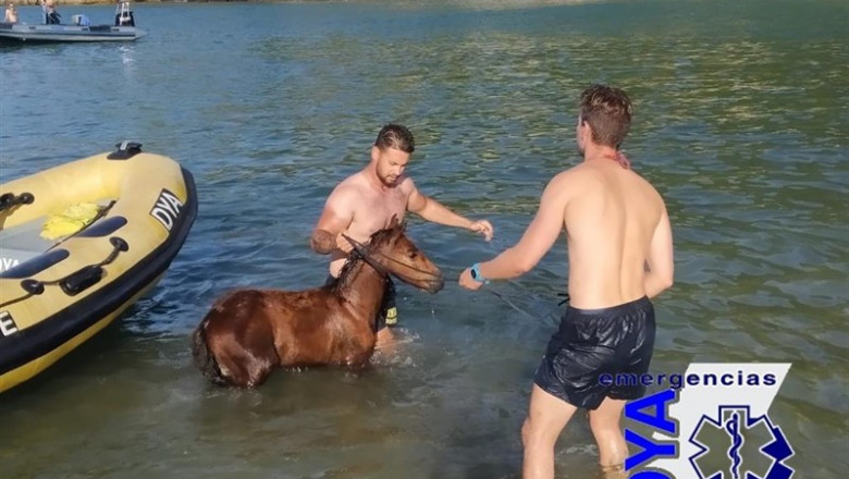 La DYA rescata a un potrillo de una zona de acantilados | DYA ep la dya rescataun potrillouna zonaacantilados