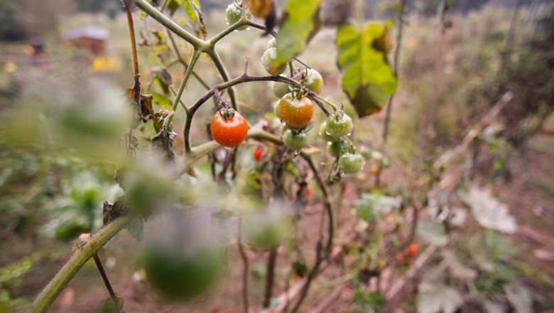 ep tomates 20241004115905 ep tomates 20241004115905